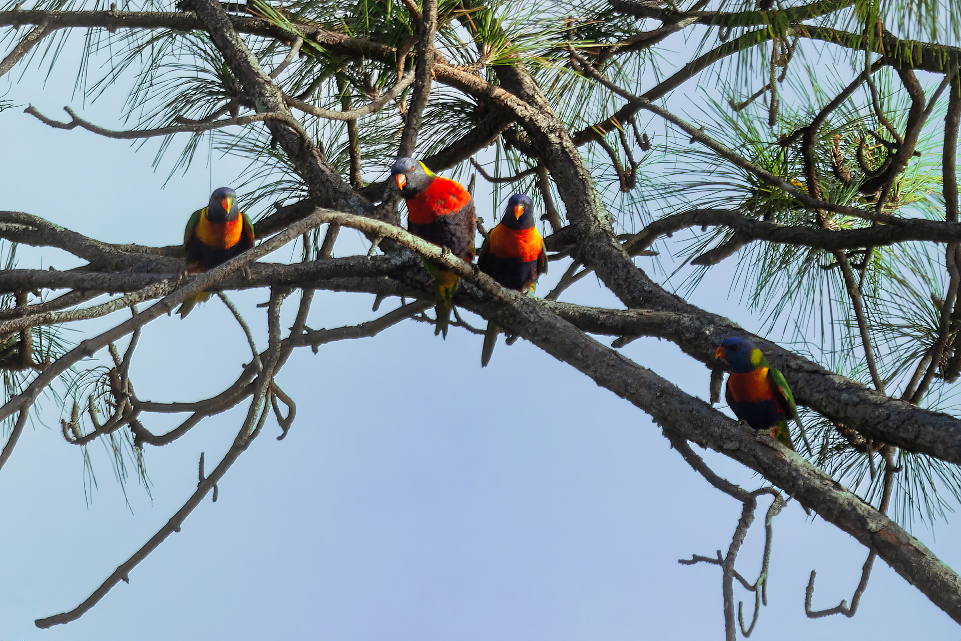Gebirgsloris, auch Allfarbloris genannt